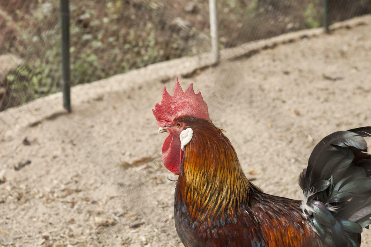 Cortijo La Algallumbilla Carcabuey 외부 사진