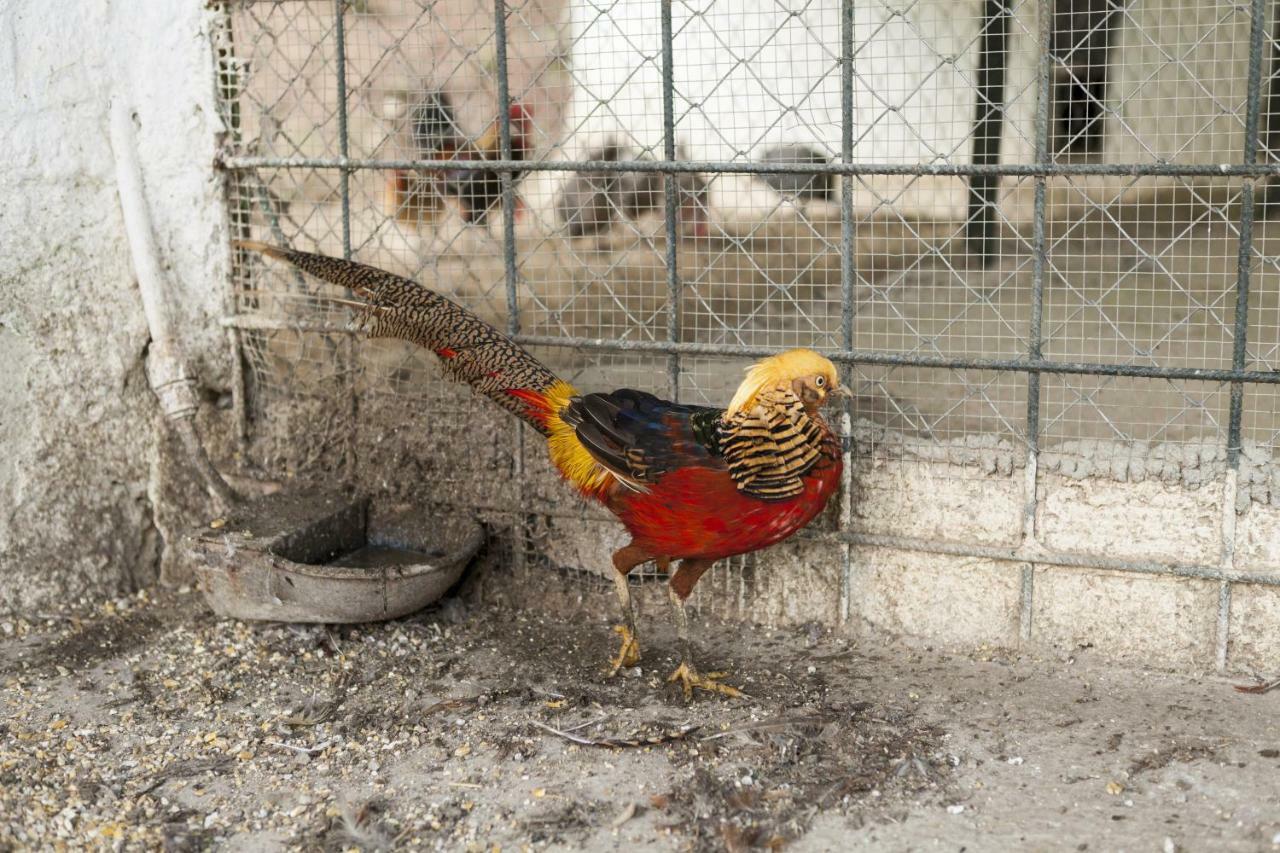 Cortijo La Algallumbilla Carcabuey 외부 사진